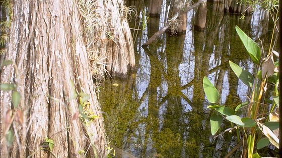 Big Cypress — photograph of the real place in Florida