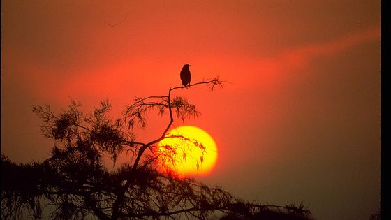 Everglades National Park — photograph of the real place in Florida